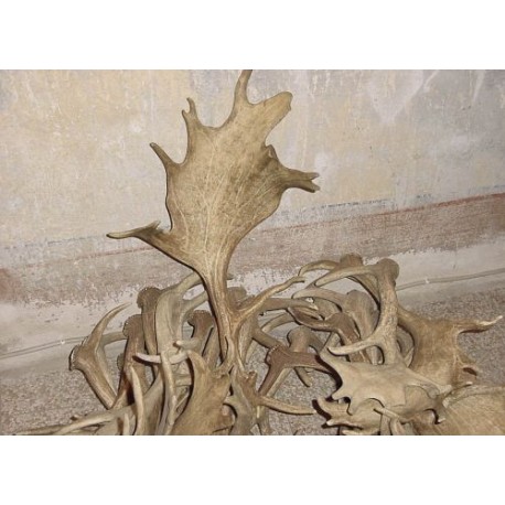 Corna caduche di daino