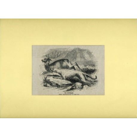 Stampa antica Stampa antica