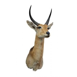 Trofeo di common reedbuck