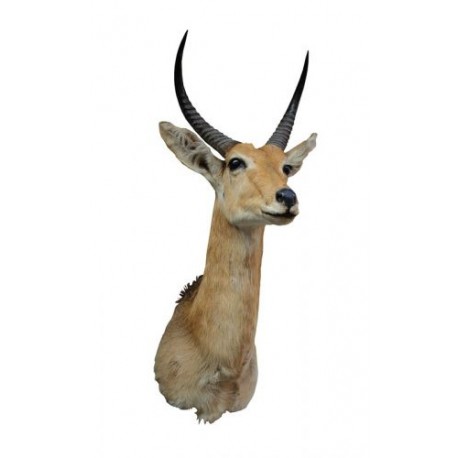 Trofeo di common reedbuck