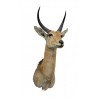 Trofeo di common reedbuck