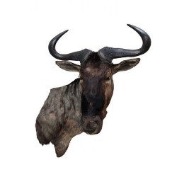 Trofeo di blue wildebeest