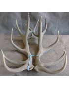 Coppie di corna caduche di cervo